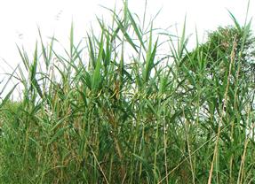 Plants